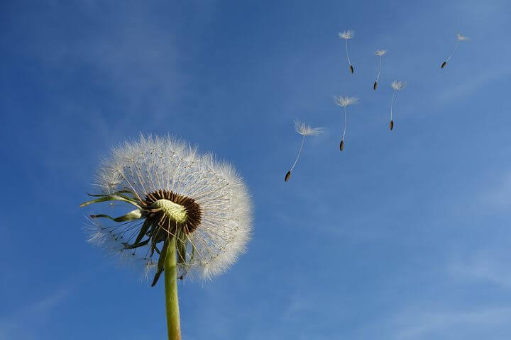 Dandelion 463928 480
